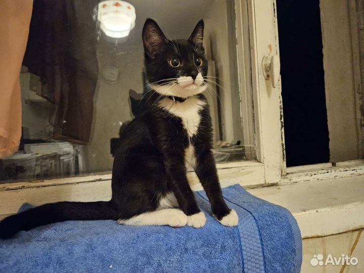 Кошка в дар бесплатно