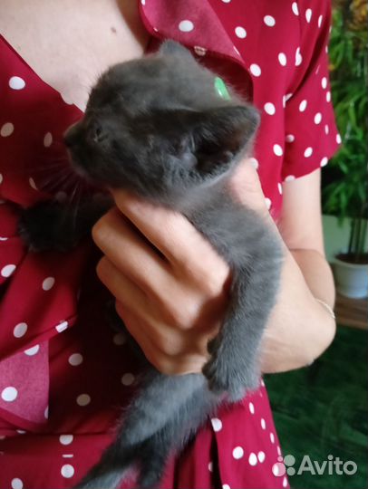 Котята ищут дом