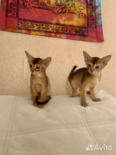 Абиссинские девочки