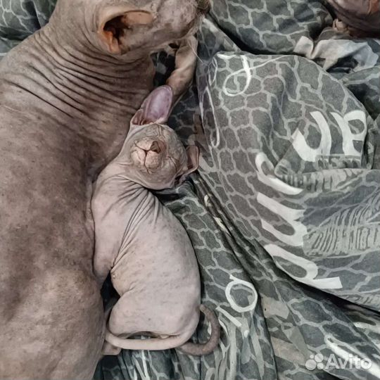 Донской сфинкс котик