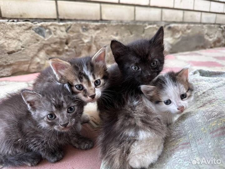 Котята в добрые руки