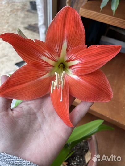 Гиппеаструм, цветы