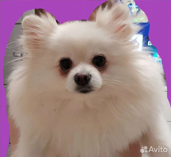 Немецкий шпиц