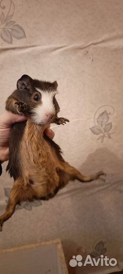 Морская свинка