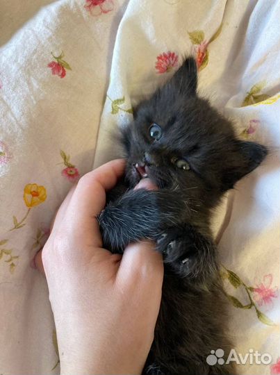 Котята 1 месяц в добрые руки