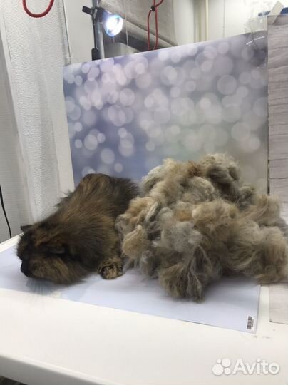 Груминг кошек и мелких/средних собак