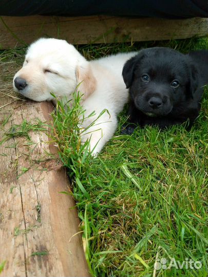 Щенки лабрадора
