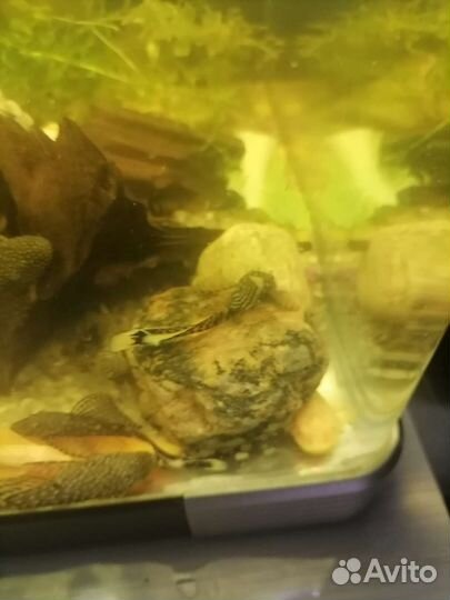 Аквариумные рыбки