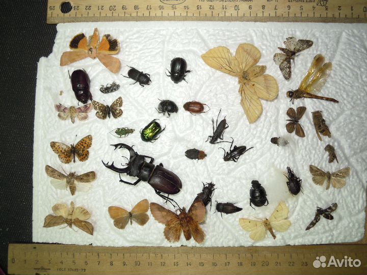 Сухие насекомые для школы. Бабочки, жуки и пр