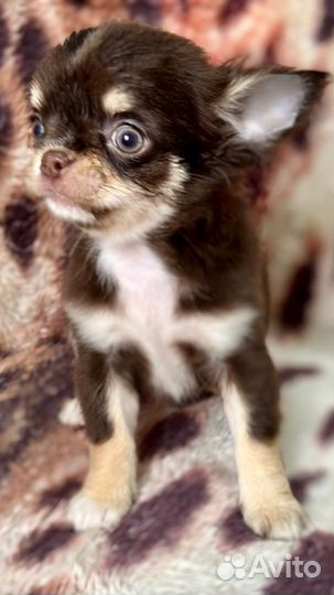 Чихуахуа девочка