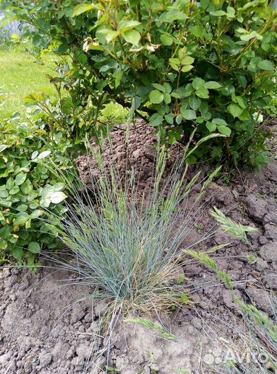 Хоста. Растения для сада