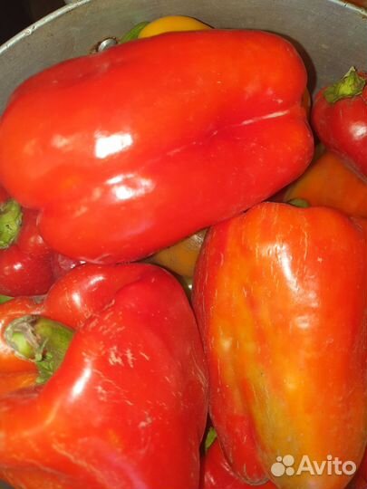 Перец болгарский