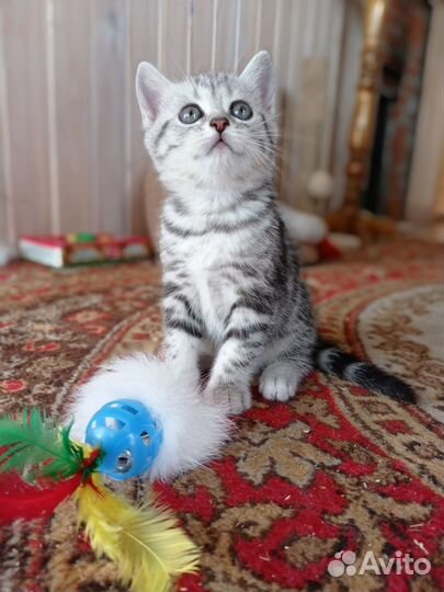 Девочки-шотландки