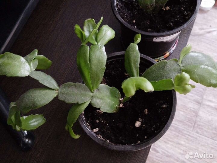 Декабрист шлюмбергера