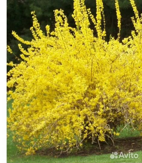 Форзиция, саженцы зкс