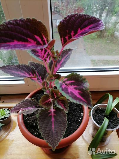 Комнатные растения