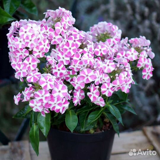 Флоксы-миниатюрки и не только