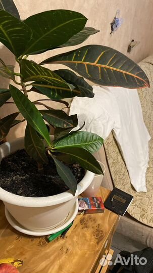 Продаю комнатные цветы