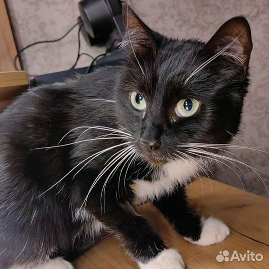 Кисуля ищет дом