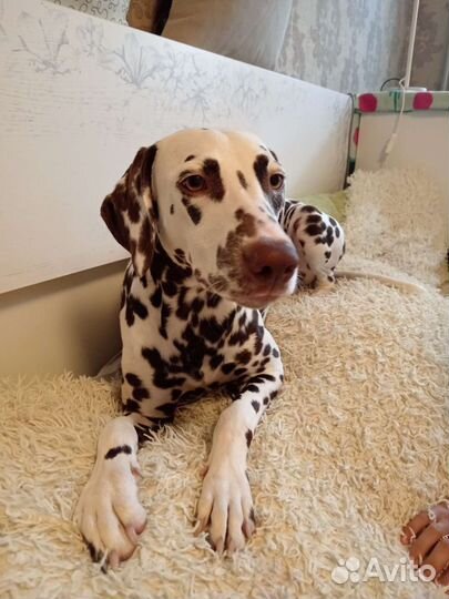 Щенки далматина