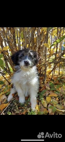 Потерялась собака иркутск