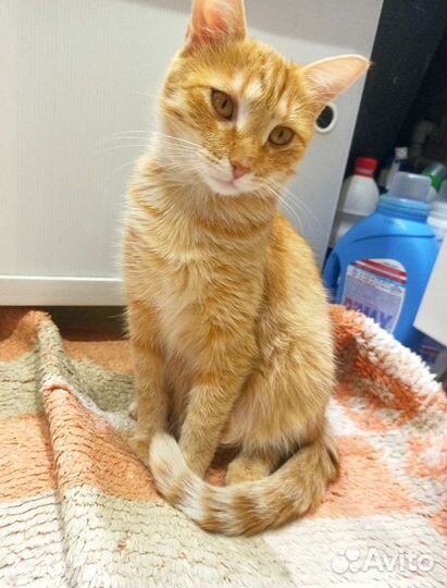 Рыжая Айва (из приюта)