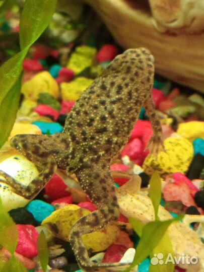 Карликовая лягушка