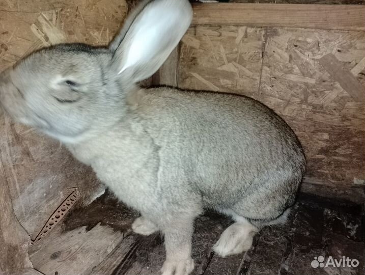 Кролики мясных пород
