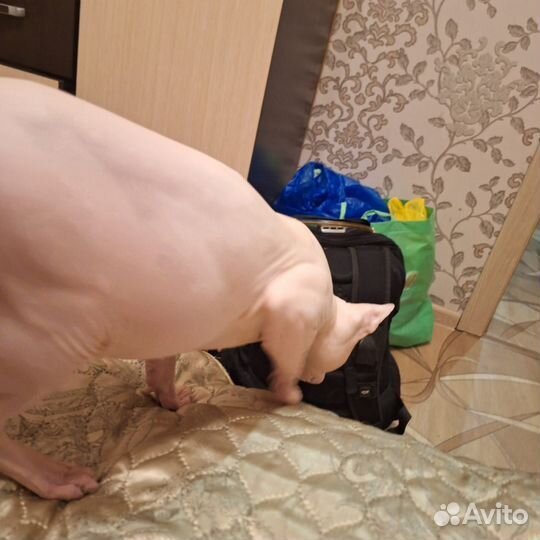 Донской сфинкс вязка