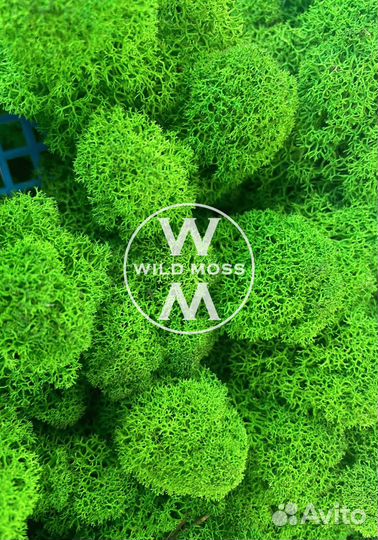 Стабилизированный мох экологичный