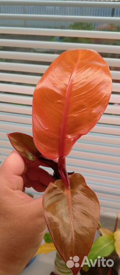 Филодендрон Империал Ред Тиссуэ