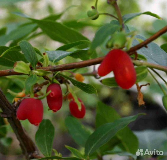 Жимолость красная съедобная