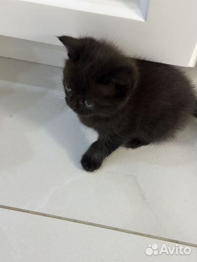 Котик