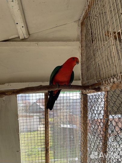 Королевская птица (попугай)