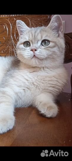 Британская