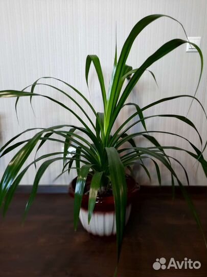 Панданус (винтовая пальма)