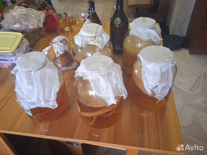 Чайный гриб комбуча