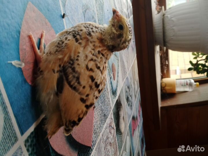 Феникс золотистый