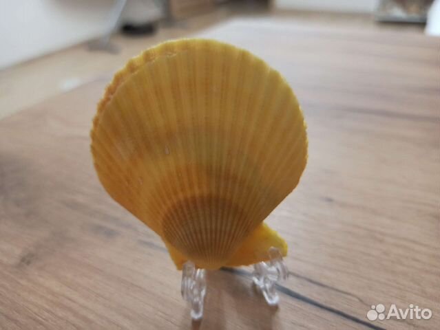 Морская раковина