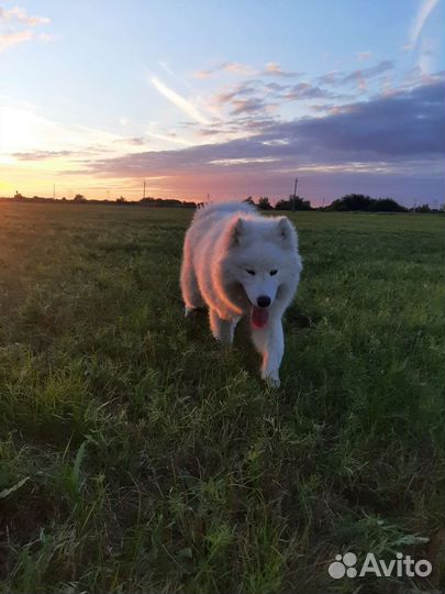 Зоогостиница