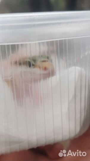 Эублефар с террариумом