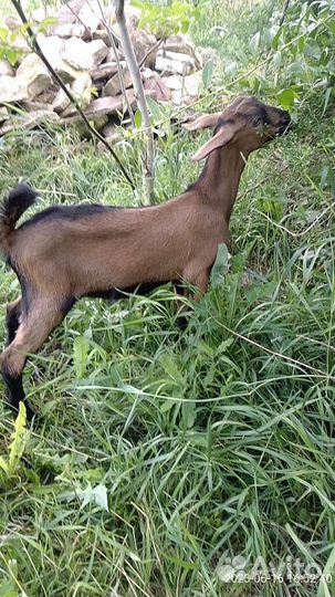 Продаются козлята