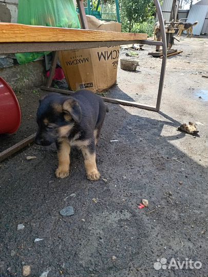 Чистокровные щенки немецкой овчарки