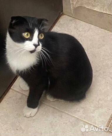 Вислоухий котик