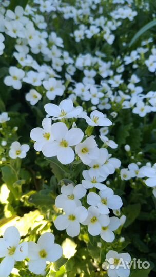 Арабис кавказский (Резуха). Почвопокровник