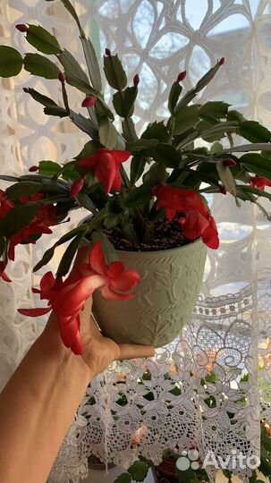 Декабрист шлюмбергера сортовые