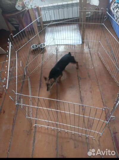 Вольер для собак