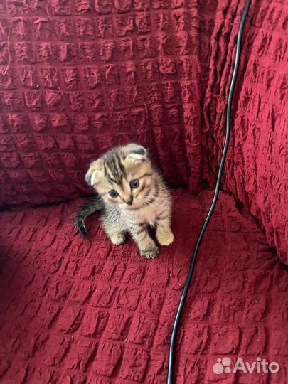 Вислоухая кошка