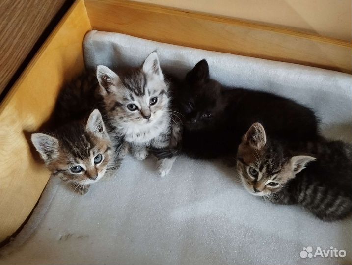 Кошки в добрые руки бесплатно