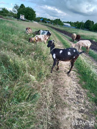 Коза дойная нубо-камори